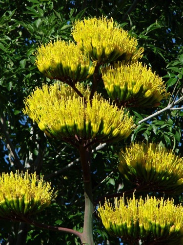 Flower of the Century